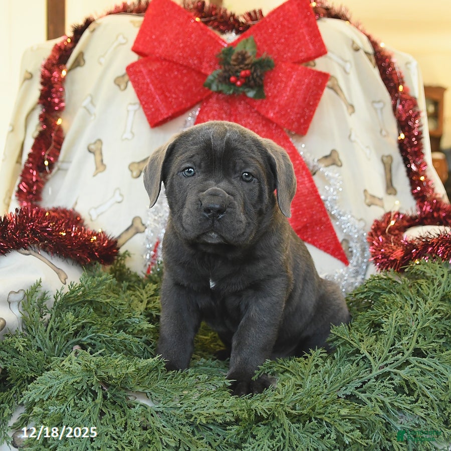 Cane Corso dogs Prince   - Ad 9