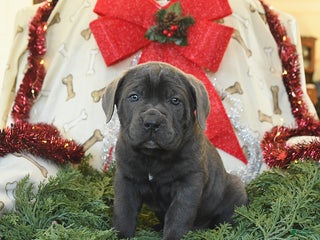 Cane Corso dogs Prince - Ad 4