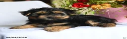 Morkie dogs for sale: Magnus - Ad 4