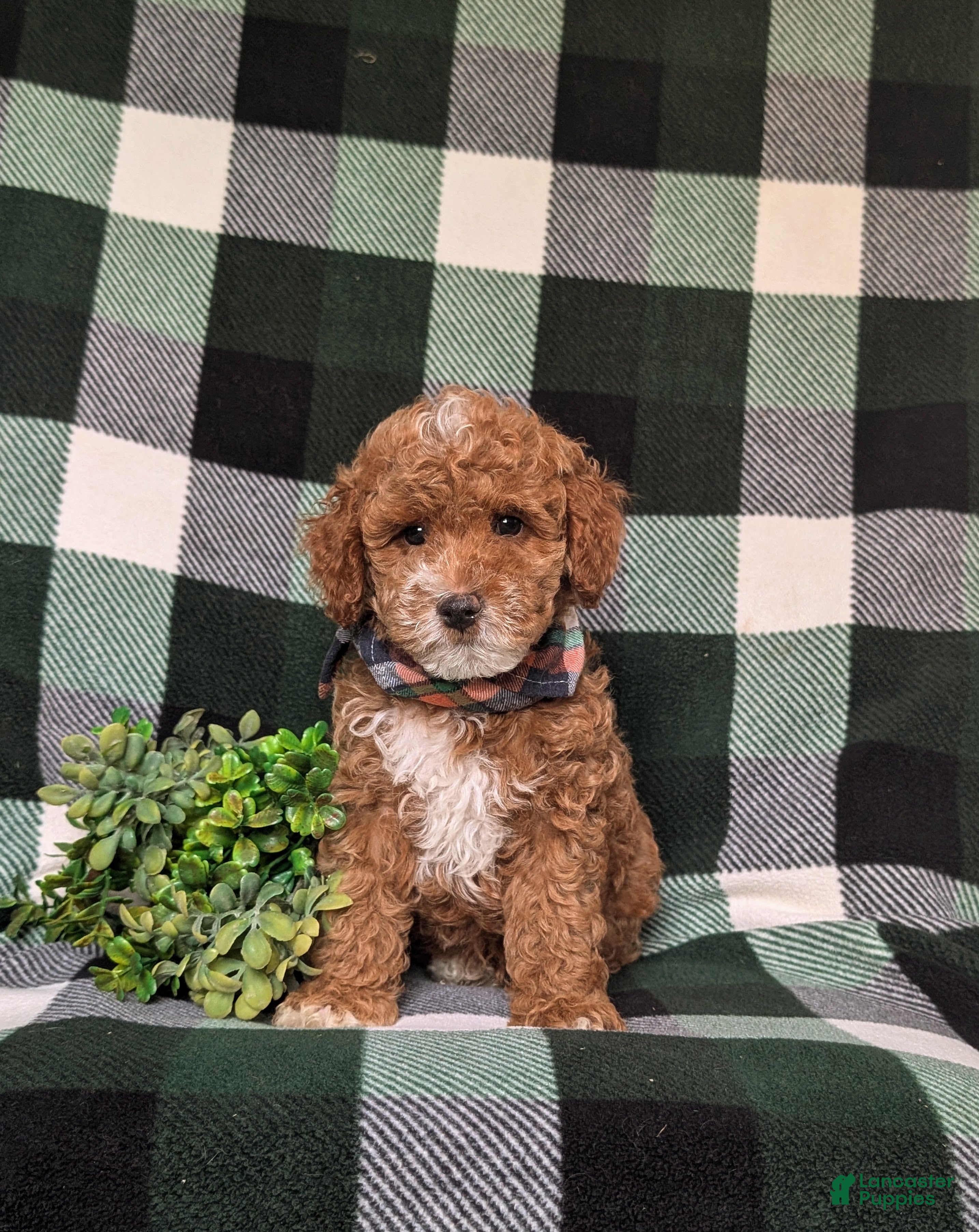 Miniature Poodle dogs Whelan 11 lbs Full Grown - Ad 2