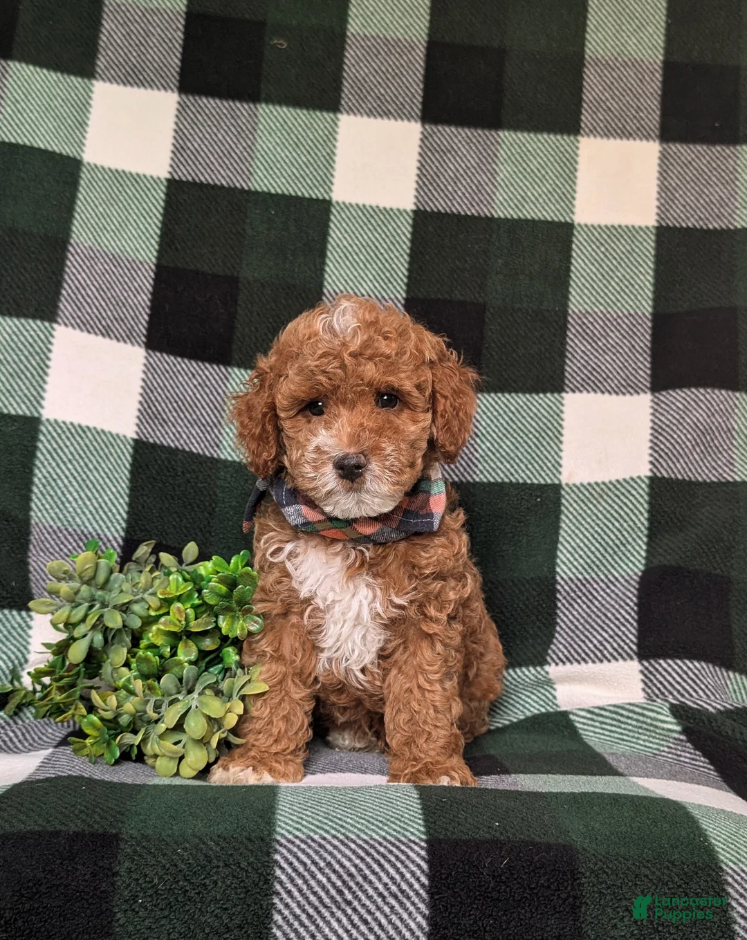 Miniature Poodle dogs for sale: Whelan 11 lbs Full Grown - Ad 2