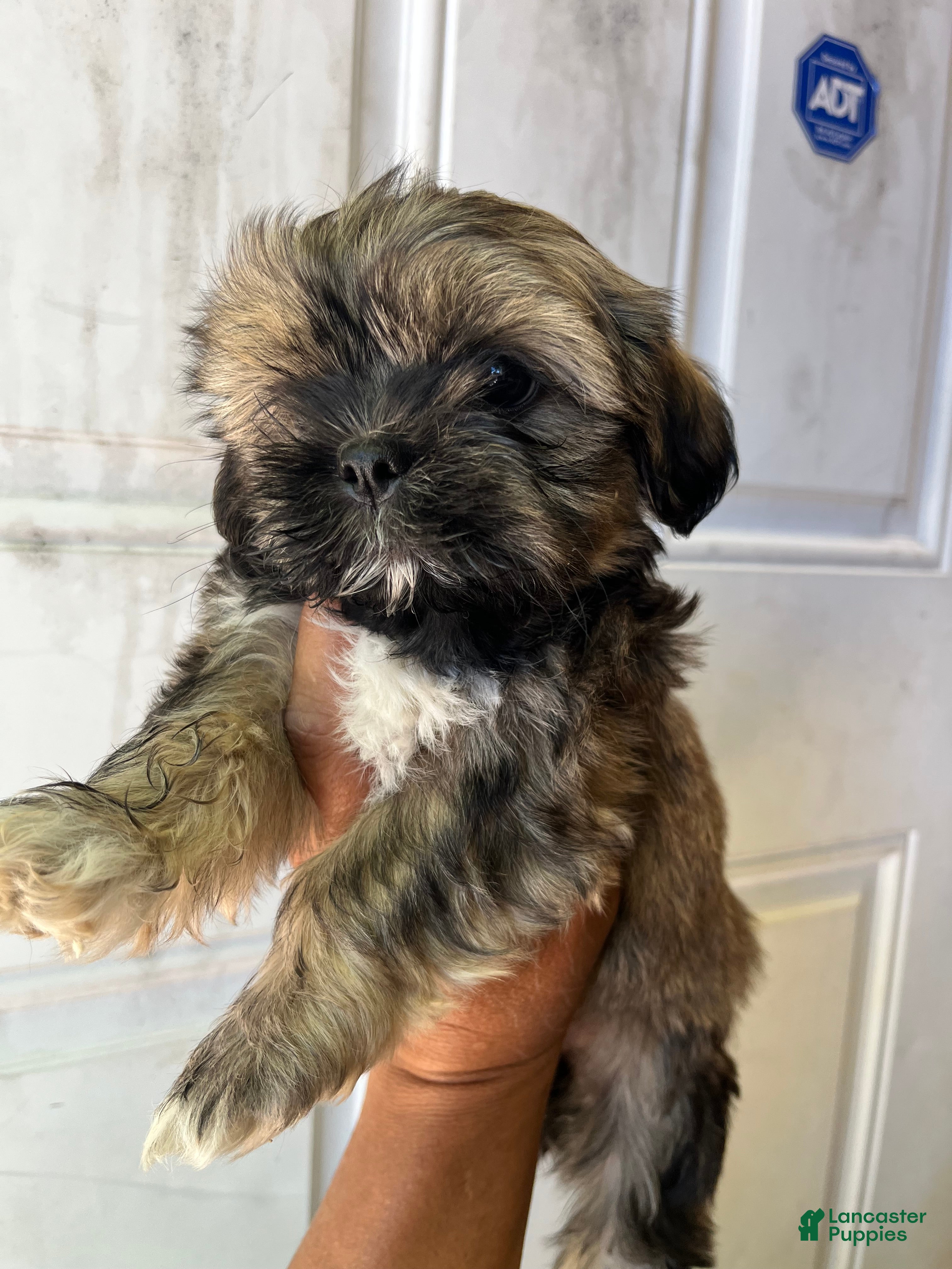 Havanese dogs Havanese Puppy 7 - Ad 6
