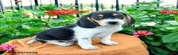 Beagle dogs for sale: Hank - Ad 1