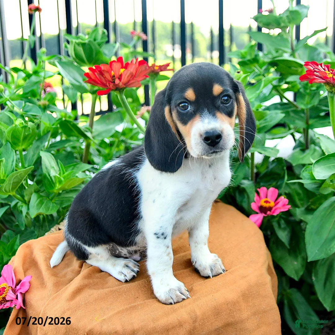 Beagle dogs for sale: Hank - Ad 1