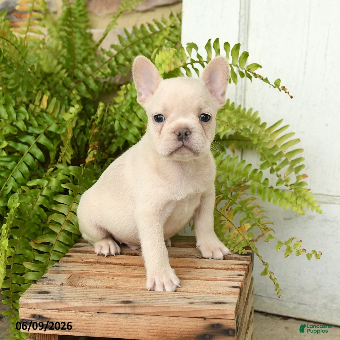 French Bulldog dogs for sale: Jordan - Ad 1