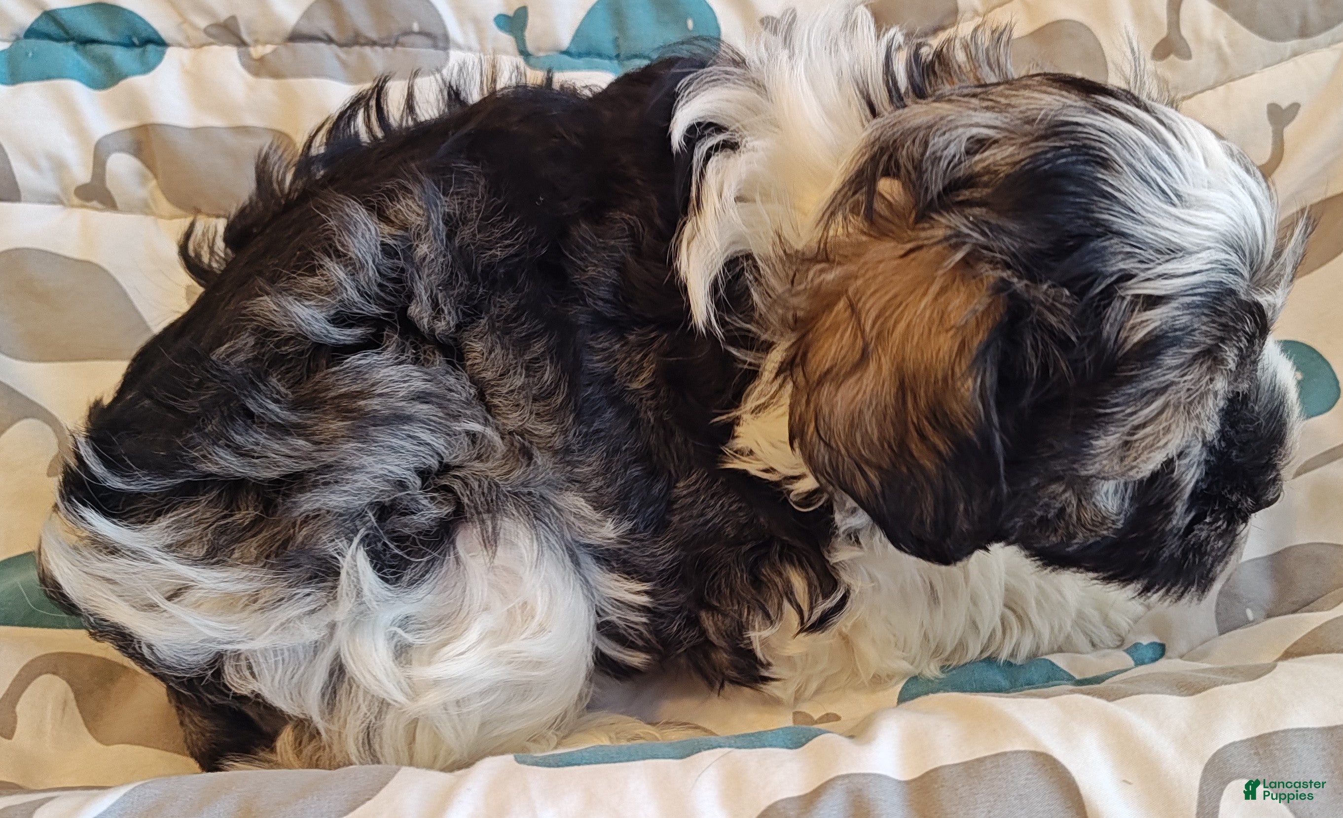 Miniature Schnauzer dogs Miniature Schnauzer Boy 3 - Ad 3