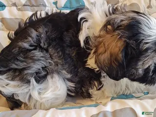 Miniature Schnauzer dogs Miniature Schnauzer Boy 3 - Ad 3