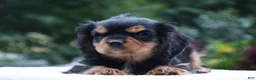 Cavalier King Charles Spaniel dogs for sale: Trixy - Ad 6