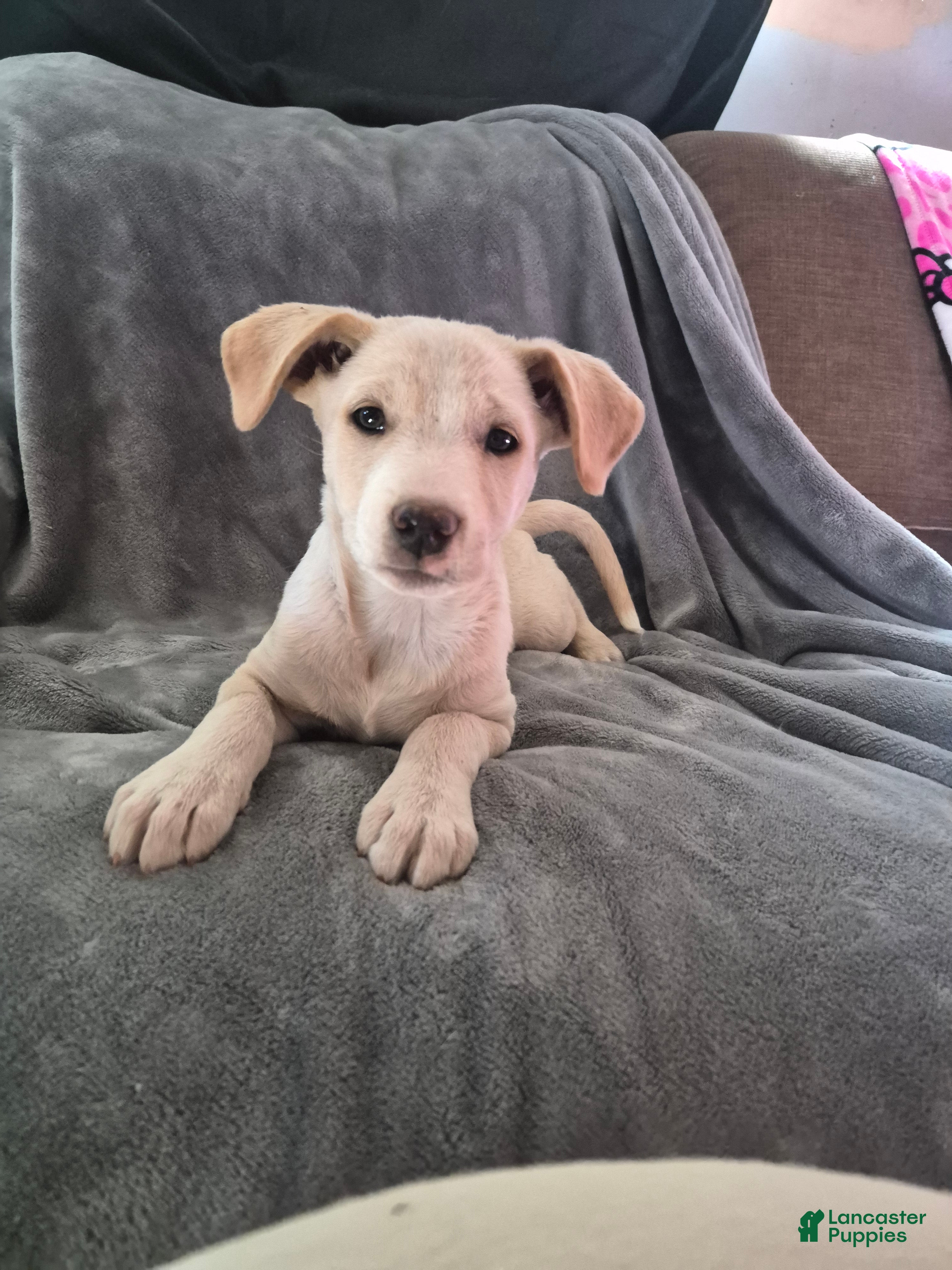 Mixed Breed dogs Mixed Breed Puppy 2 - Ad 24