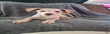 Mixed Breed Puppy 2
