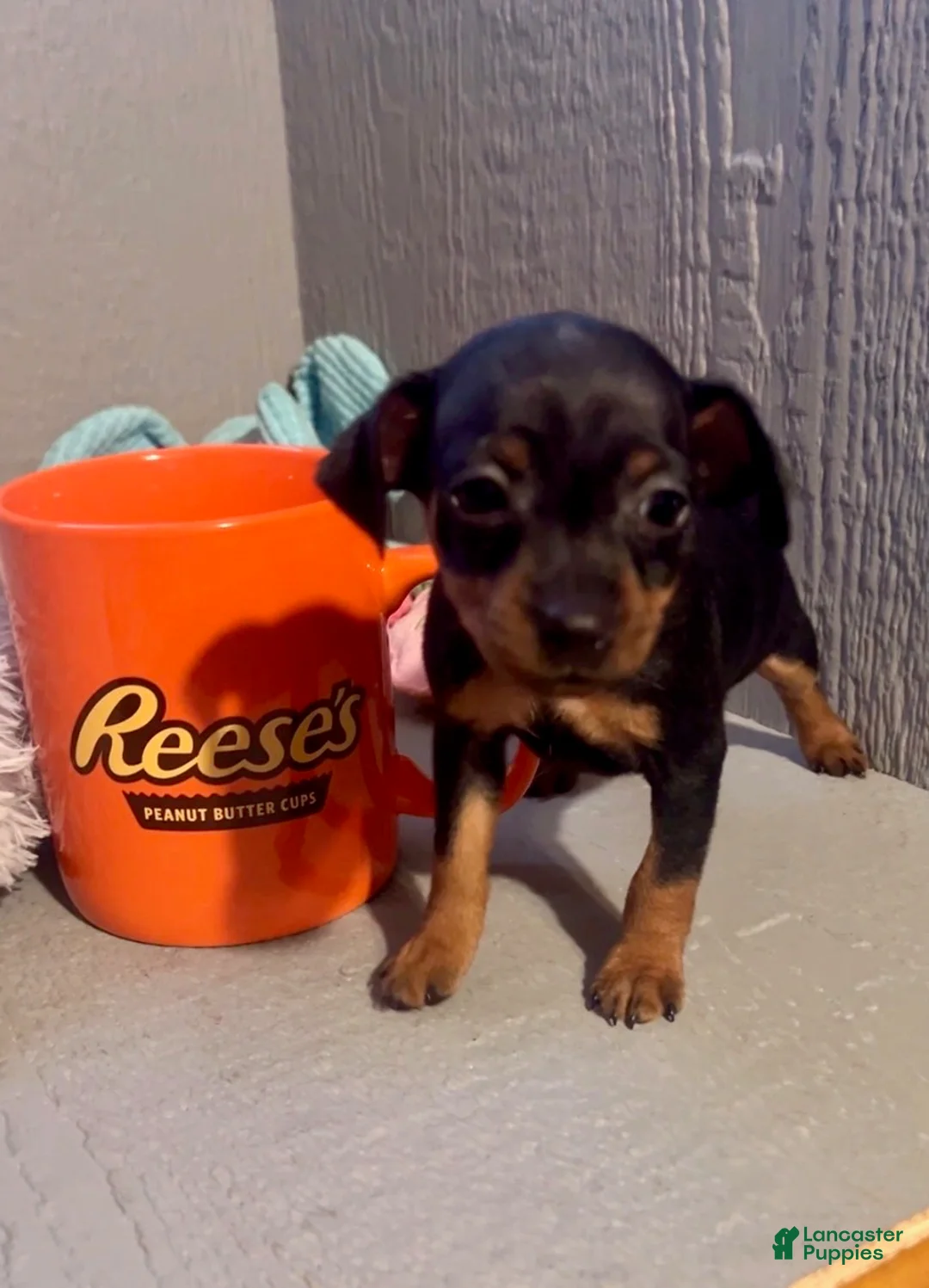 Miniature Pinscher dogs for sale: Sprinkles - Ad 1