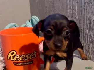 Miniature Pinscher dogs for sale: Sprinkles - Ad 1