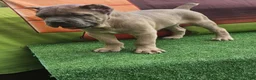 Cane Corso dogs for sale: ZEUS - Ad 11