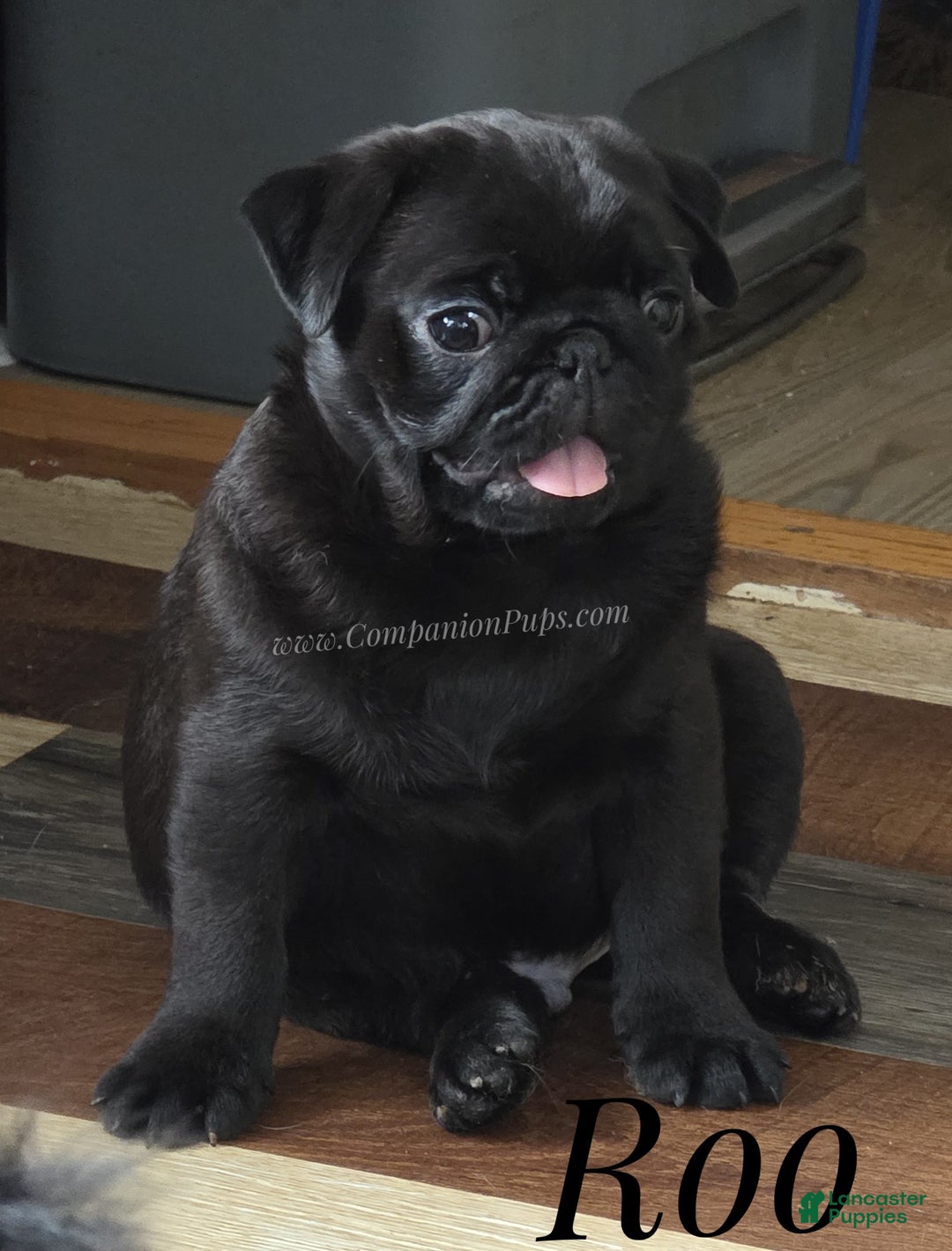 Roo- Tiny Black Male Champion Lines for sale in Whitwell