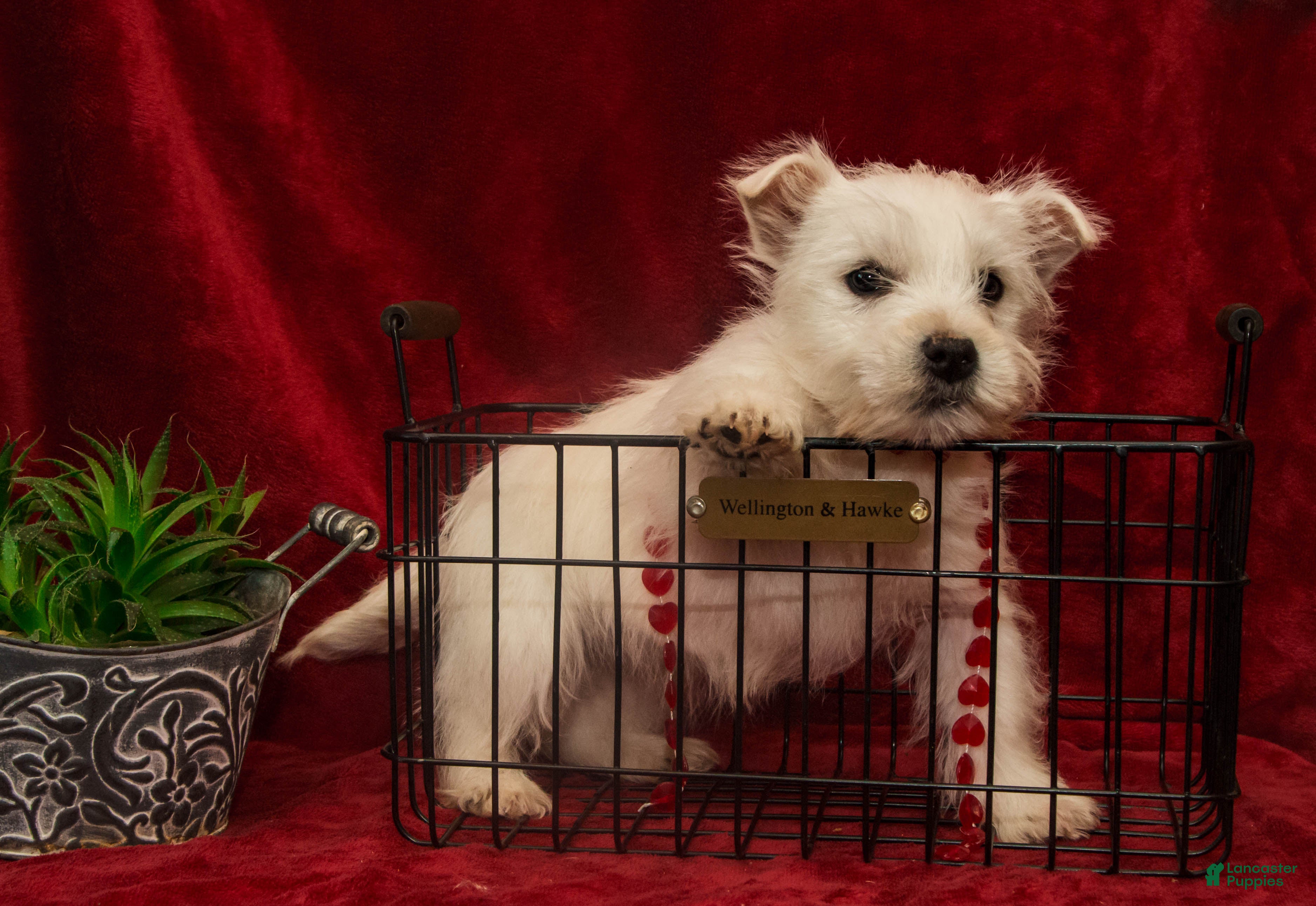 West Highland Terrier dogs Blitzen - Ad 2