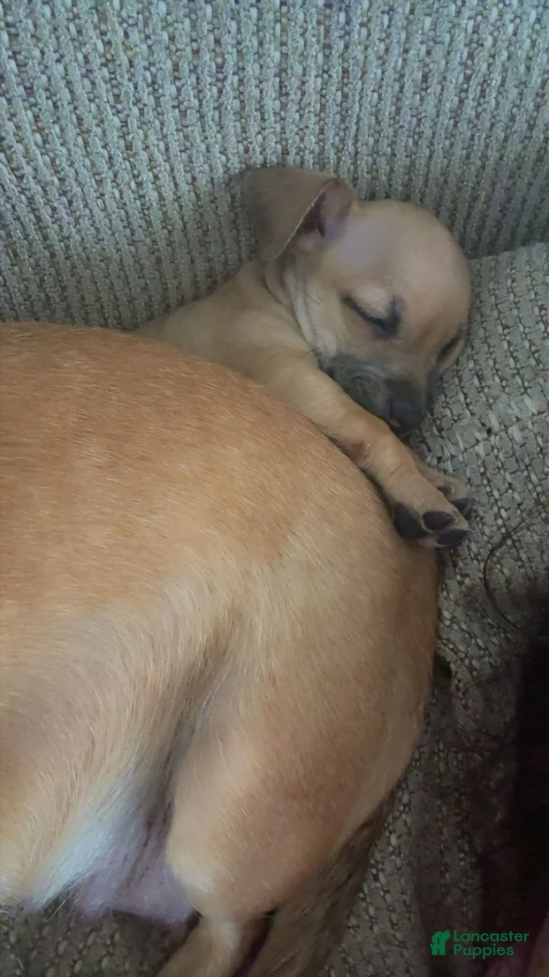 Mixed Breed dogs for sale: Snickerdoodle aka Doodles - Ad 1