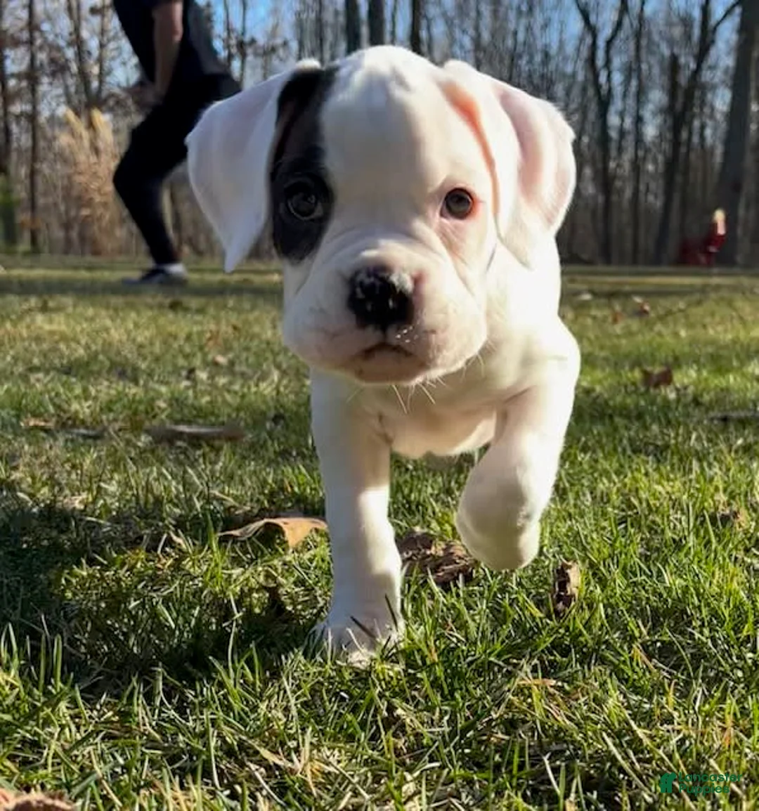 Gallery Image {{count}}