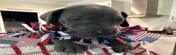 Great Dane dogs for sale: Axl Rose - Ad 1