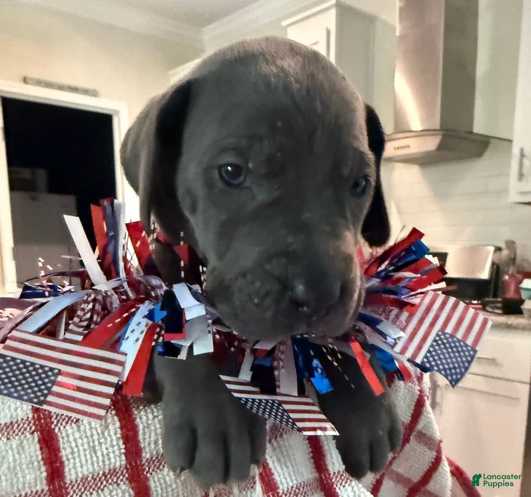 Great Dane dogs for sale: Axl Rose - Ad 1