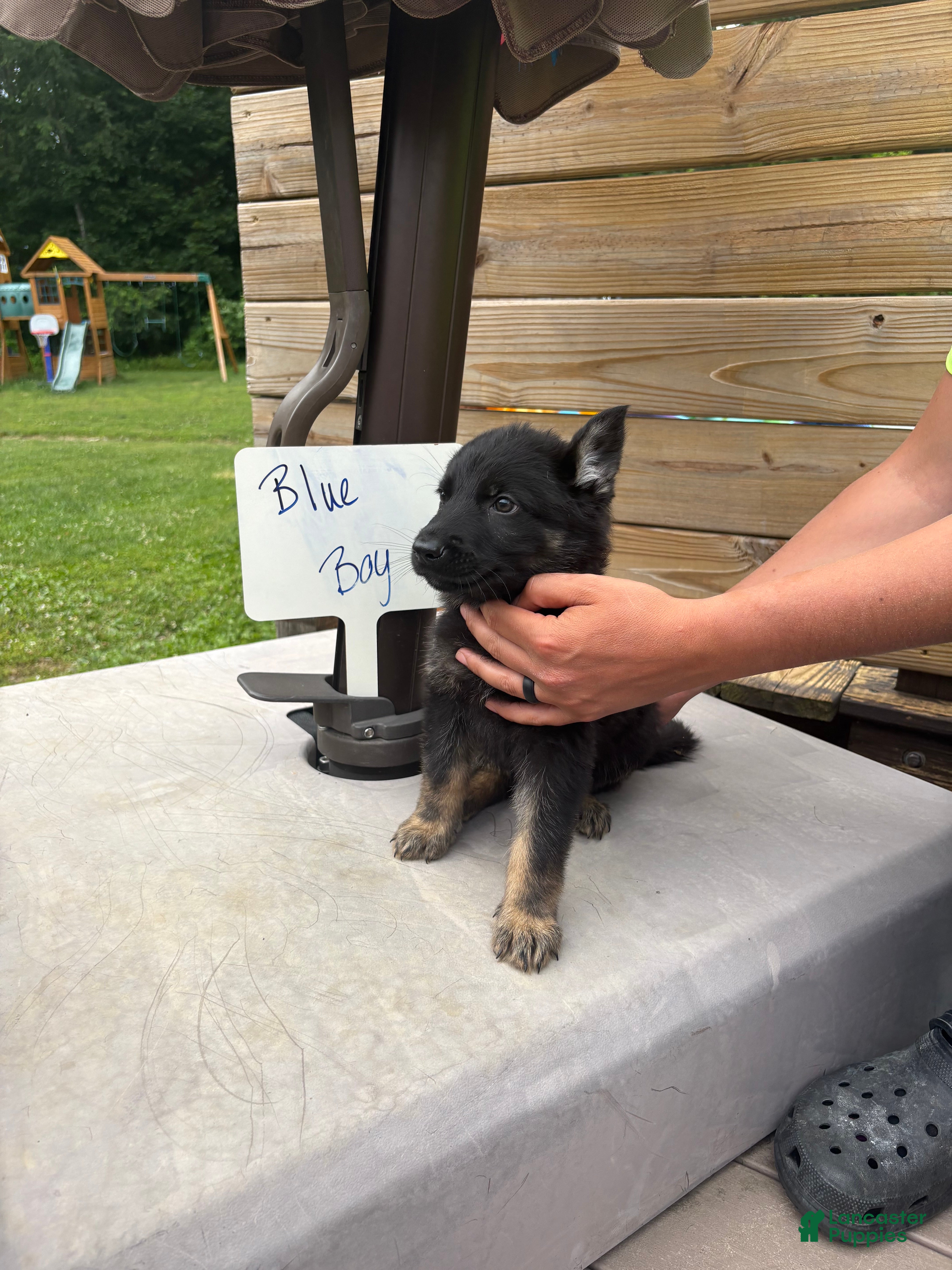 German Shepherd dogs German Shepherd - Blue -  - Ad 9