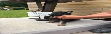 German Shepherd - Blue - 
