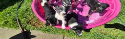 Mixed Breed dogs for sale: Mixed Breed 2 - Ad 3