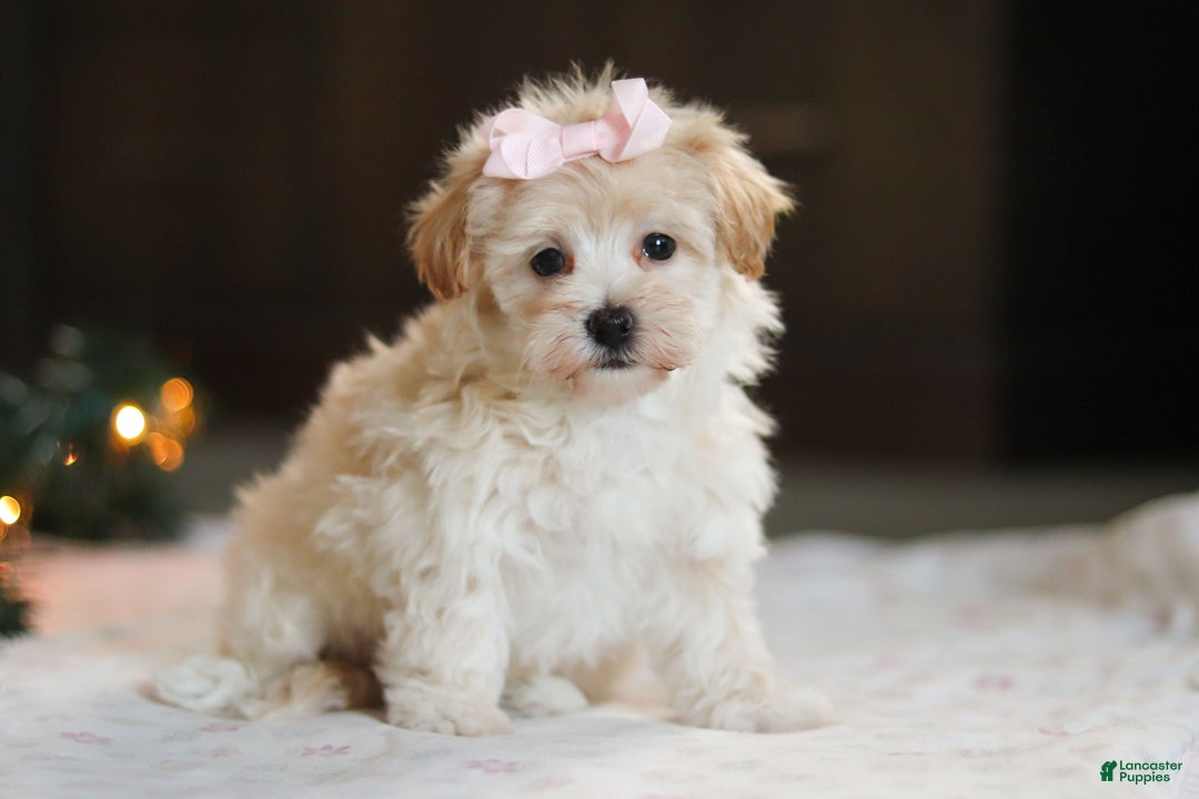 Havapoo dogs for sale: Clover - Ad 2