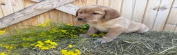 Labrador Retriever dogs for sale: Scarlette - Ad 6