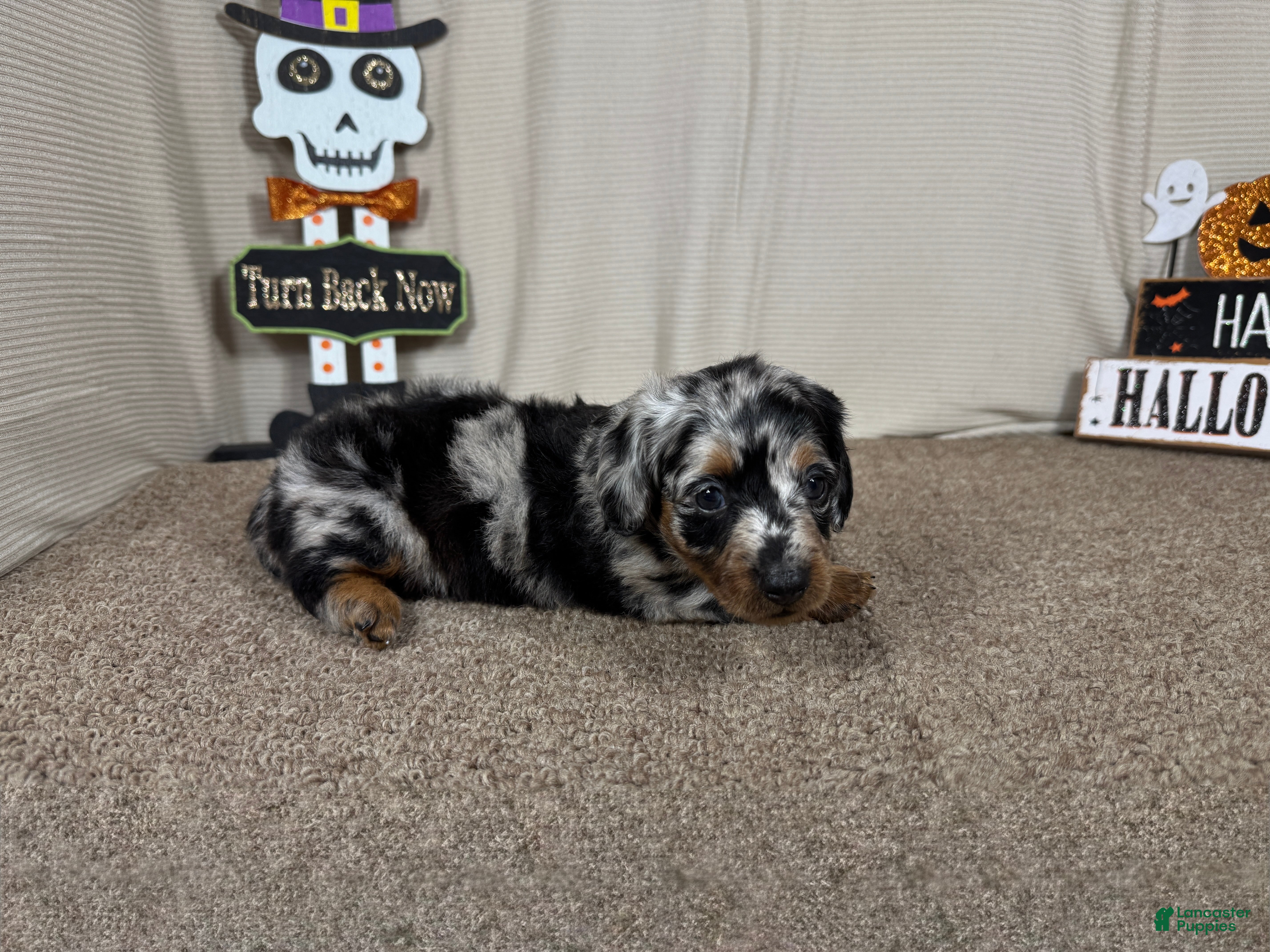 Miniature Dachshund dogs Miniature Dachshund 4 - Ad 24