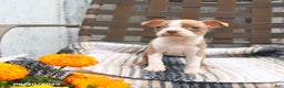 Boston Terrier dogs for sale: Chloe - Ad 4