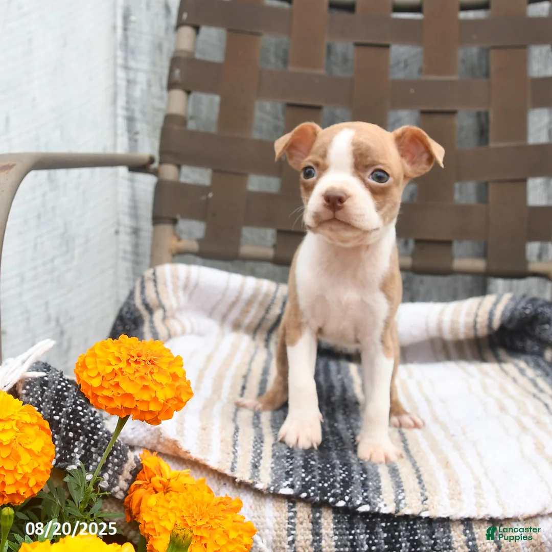 Boston Terrier dogs for sale: Chloe - Ad 4