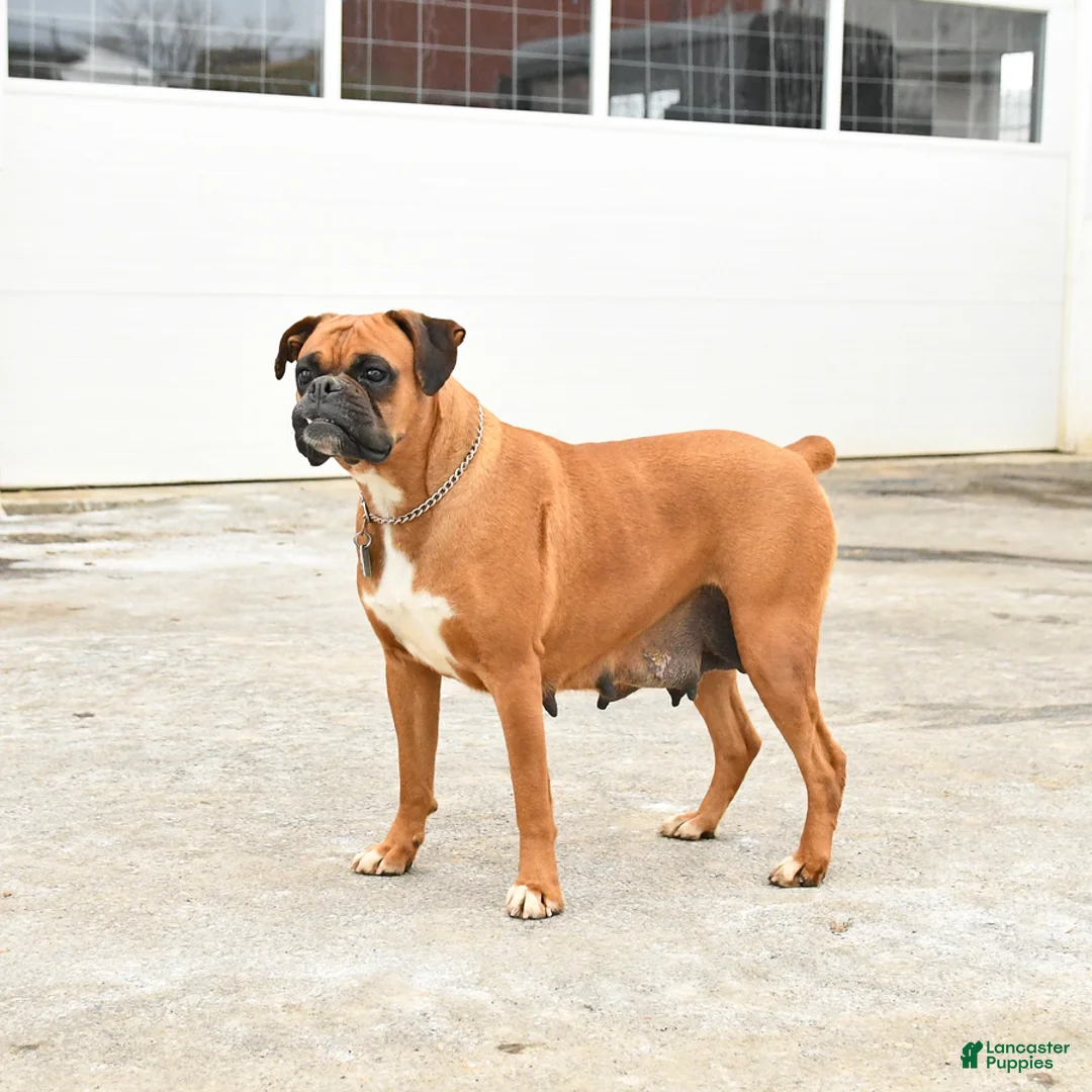 Boxer dogs for sale: Meadow - Ad 4
