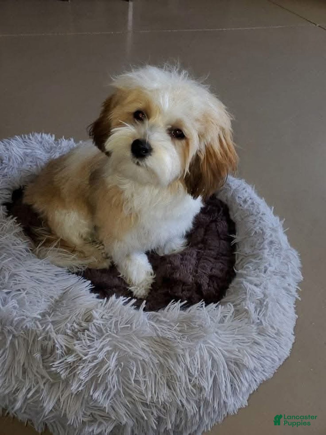 Havapoo dogs for sale: Havapoo Puppy 1 - Ad 5