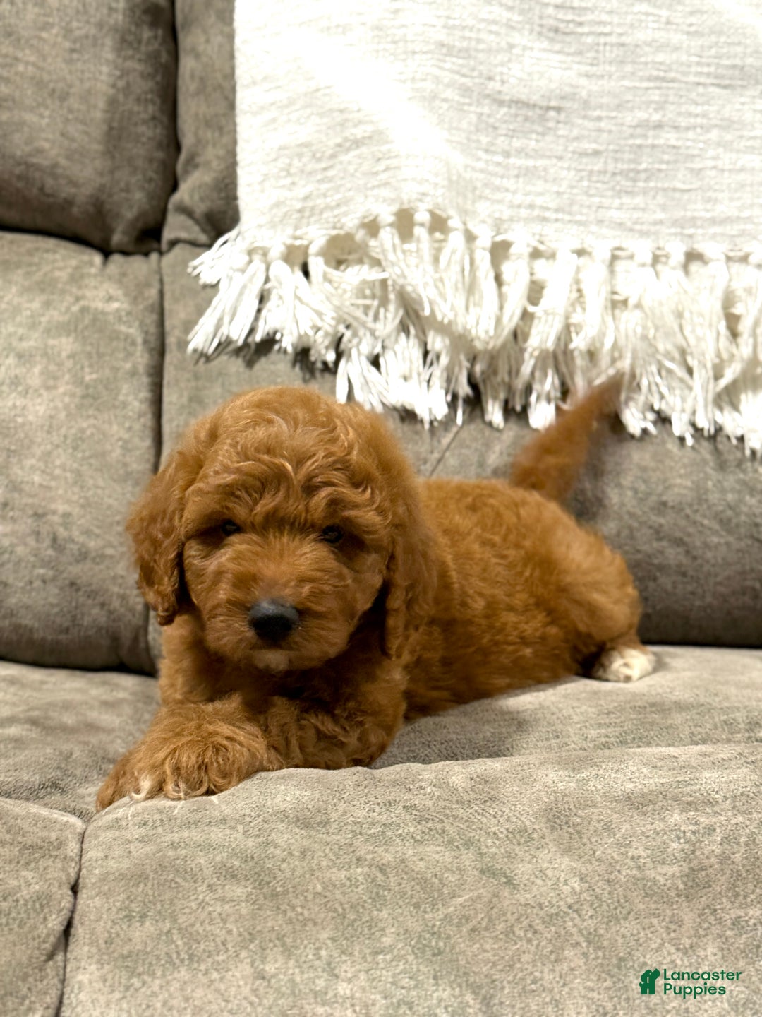 Goldendoodle dogs for sale: Pearl - Ad 13