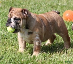 English Bulldog dogs FIONA - RED/CHOCOLATE MERLE - Ad 11