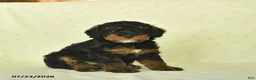 Miniature Poodle dogs for sale: Qinnlie  - Ad 3