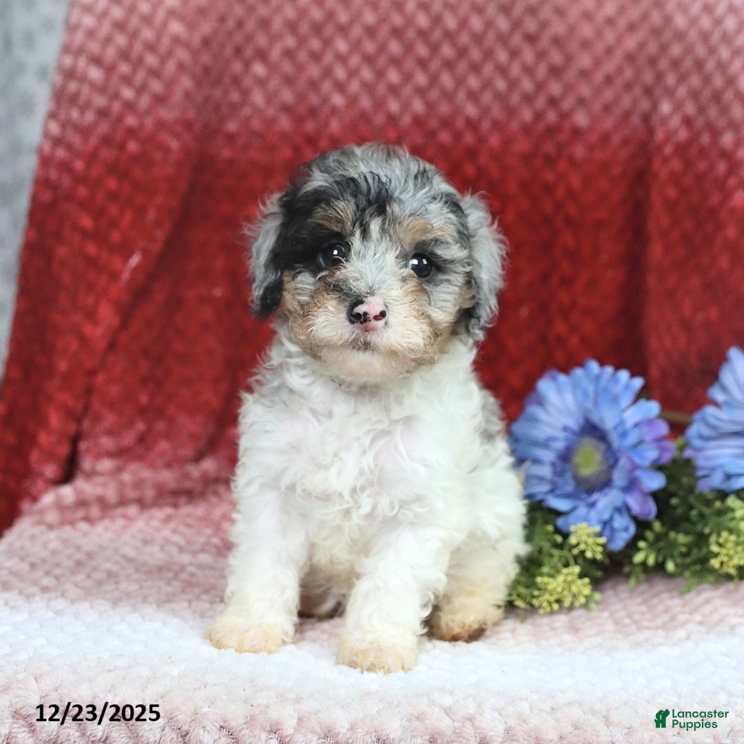 Miniature Poodle dogs for sale: Madalene - Ad 3