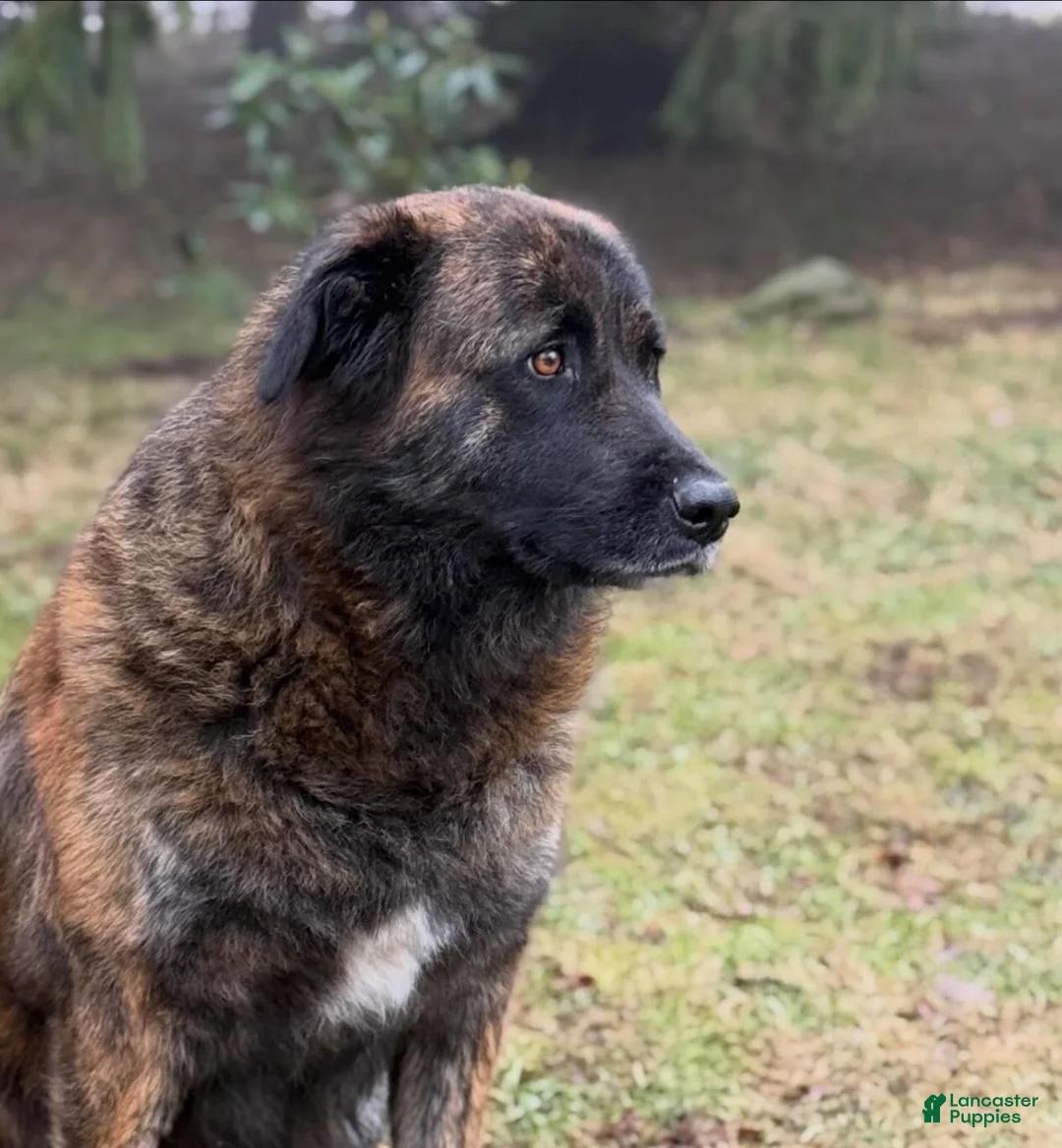 Estrela Mountain Dog dogs for sale: Alina "Defending Men" - Ad 6