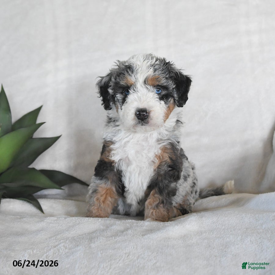 Bernedoodle dogs Orion - Ad 2