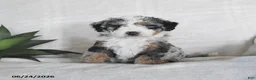 Bernedoodle dogs for sale: Orion - Ad 2