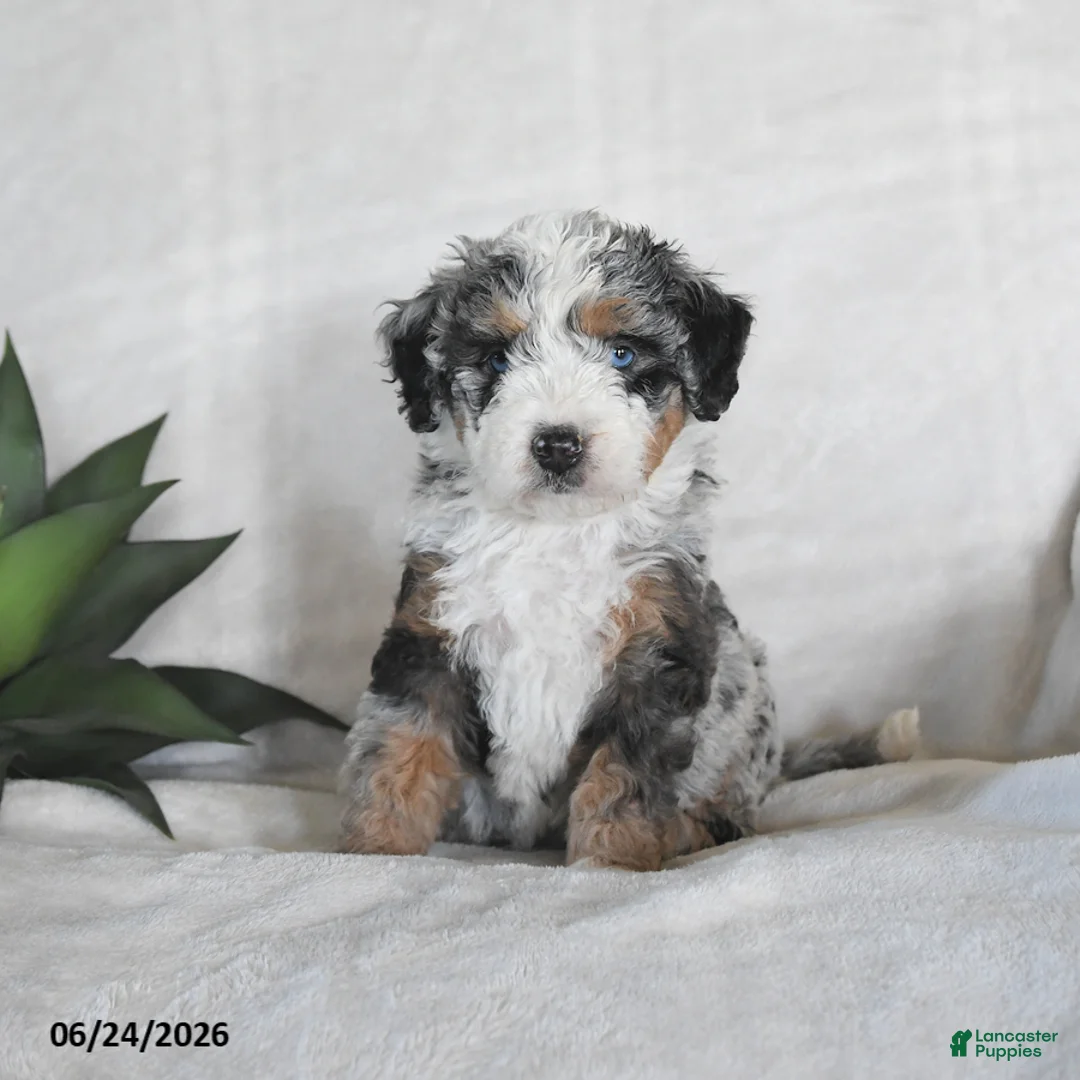 Bernedoodle dogs for sale: Orion - Ad 2