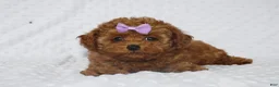 Toy Poodle dogs for sale: Jenny - Ad 4