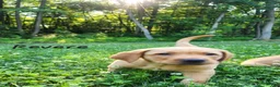 Labrador Retriever dogs for sale: Revere - Ad 5