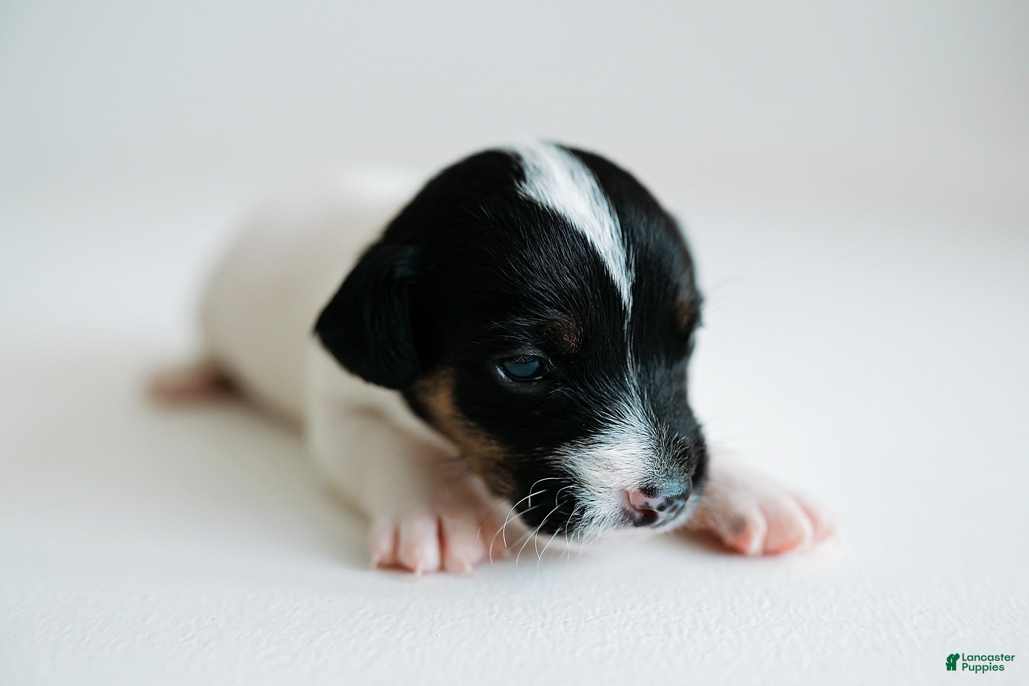 Jack Russell Terrier dogs Jack Russell Terrier 1 - Ad 5