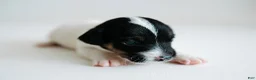 Jack Russell Terrier dogs for sale: Jack Russell Terrier 1 - Ad 1