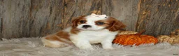 Cavalier King Charles Spaniel dogs for sale: Rose - Ad 4