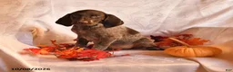 German Shorthaired Pointer dogs for sale: April - Ad 1