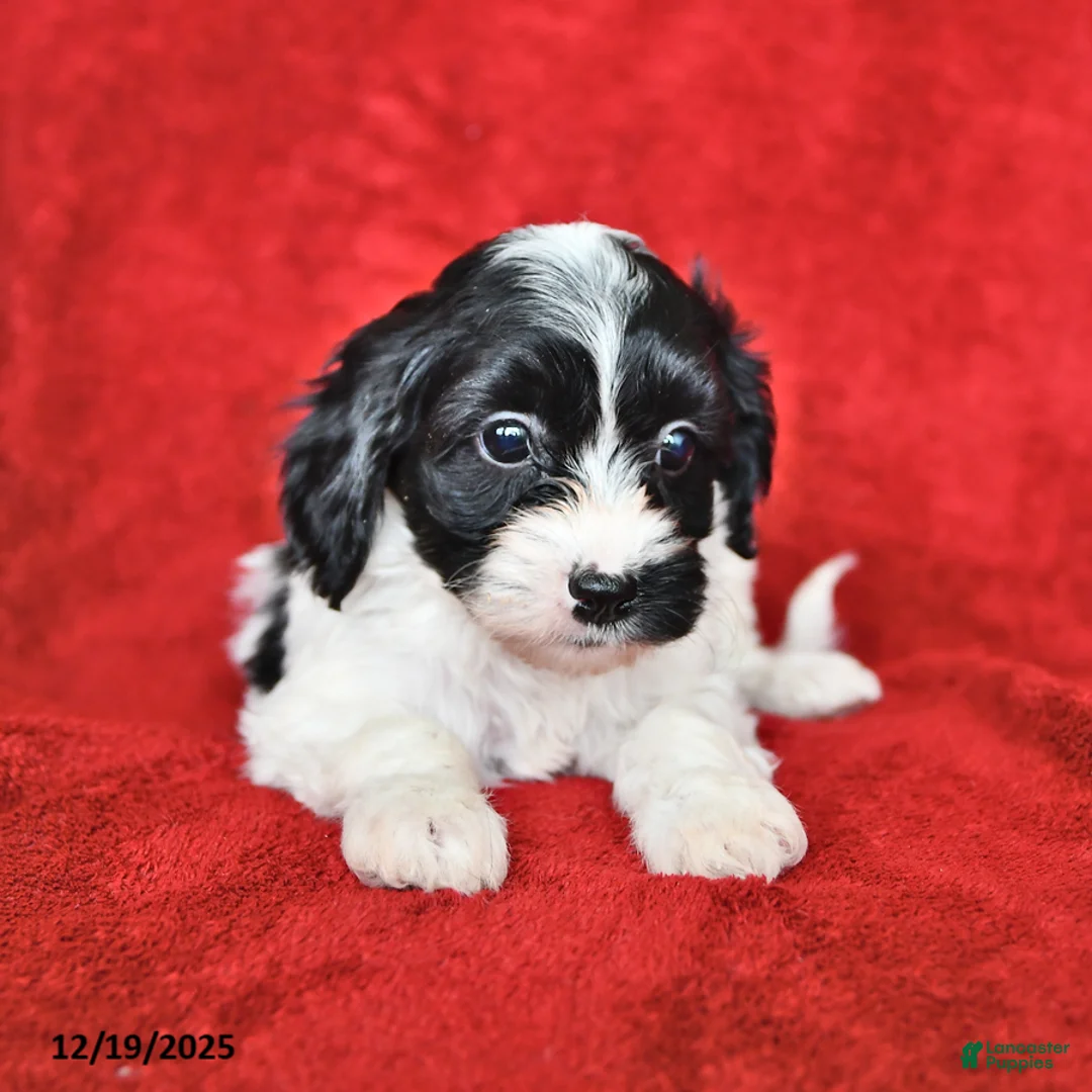 Cavapoo dogs for sale: Alice - Ad 3