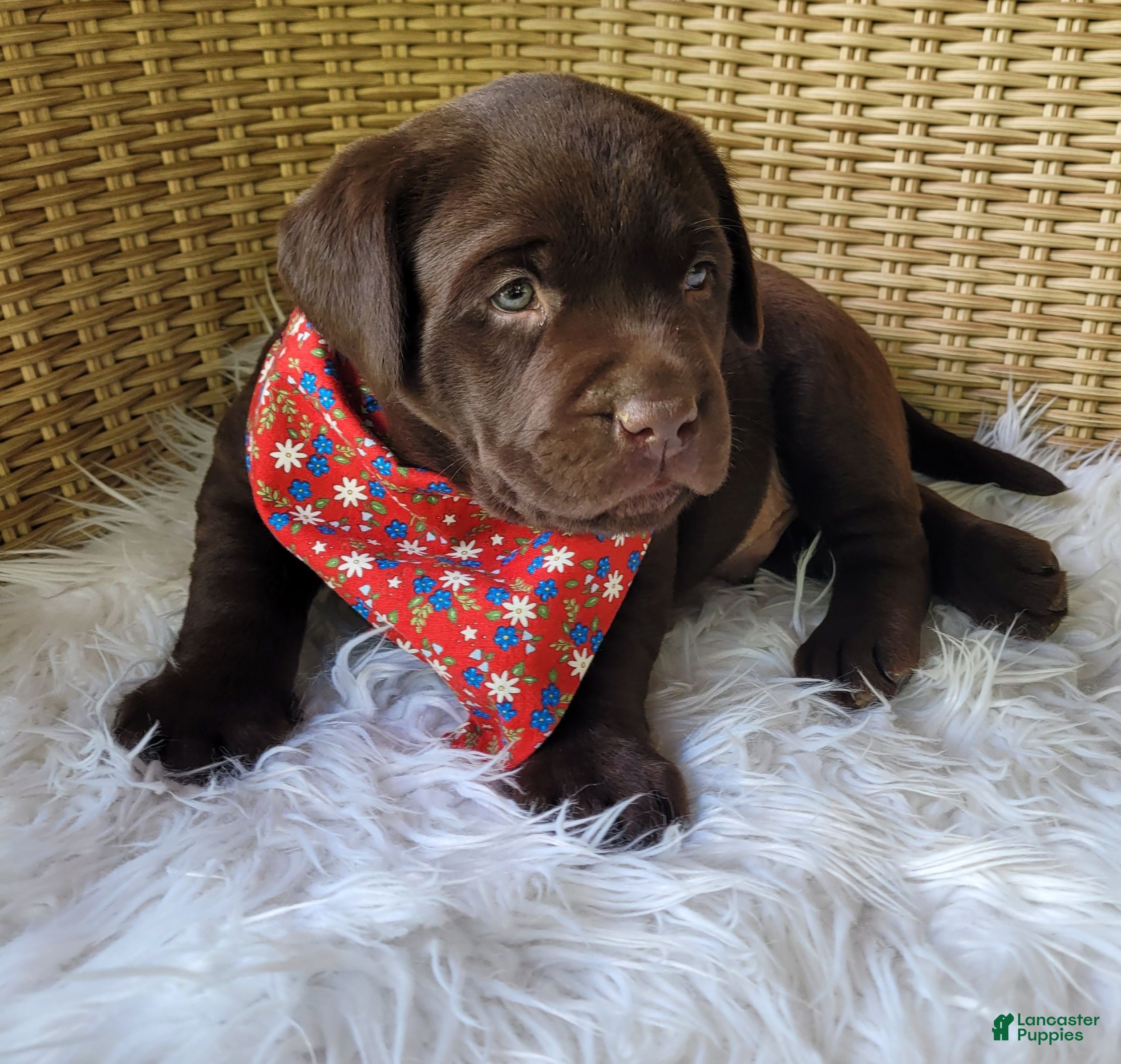 Labrador Retriever dogs Dax - Ad 2