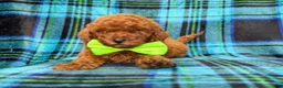 Mini Goldendoodle dogs for sale: Scooby - Ad 6